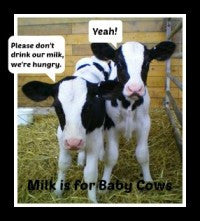 Lactose Intolerance: Milk Is for Baby Cows