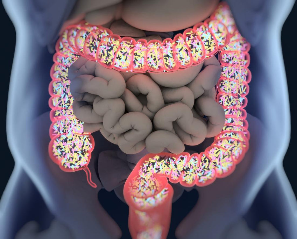 Gut microbes influence the body's response to high-fat diet