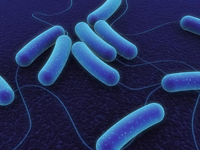 One course of antibiotics disrupts gut microbiome for a year