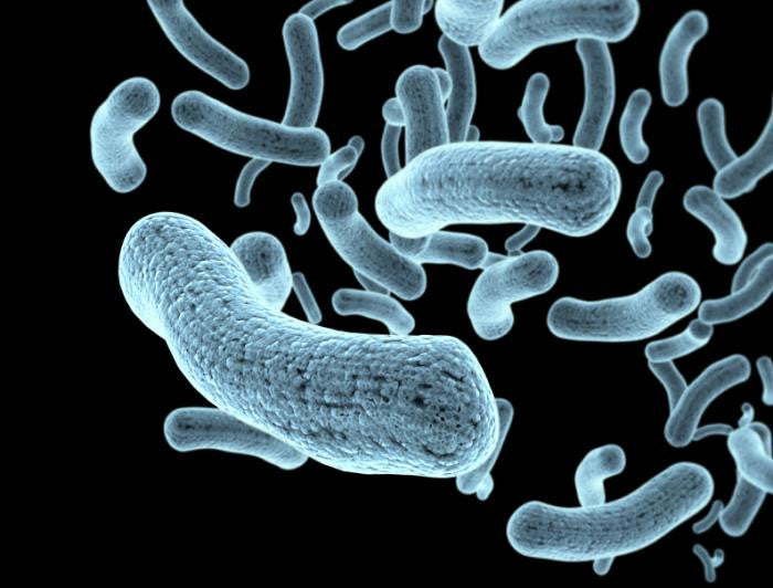 Gut microbes and nutrition